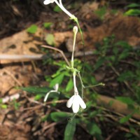 Rhinacanthus nasutus (L.) Kurz